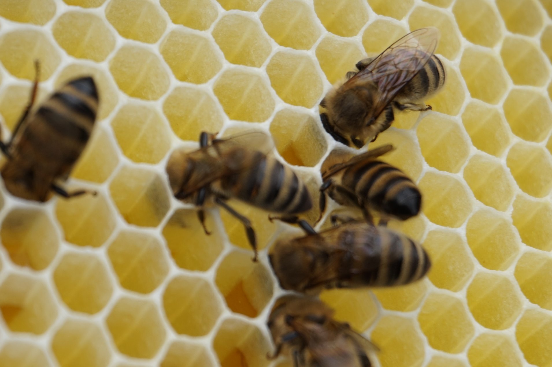 Bienen im Honig