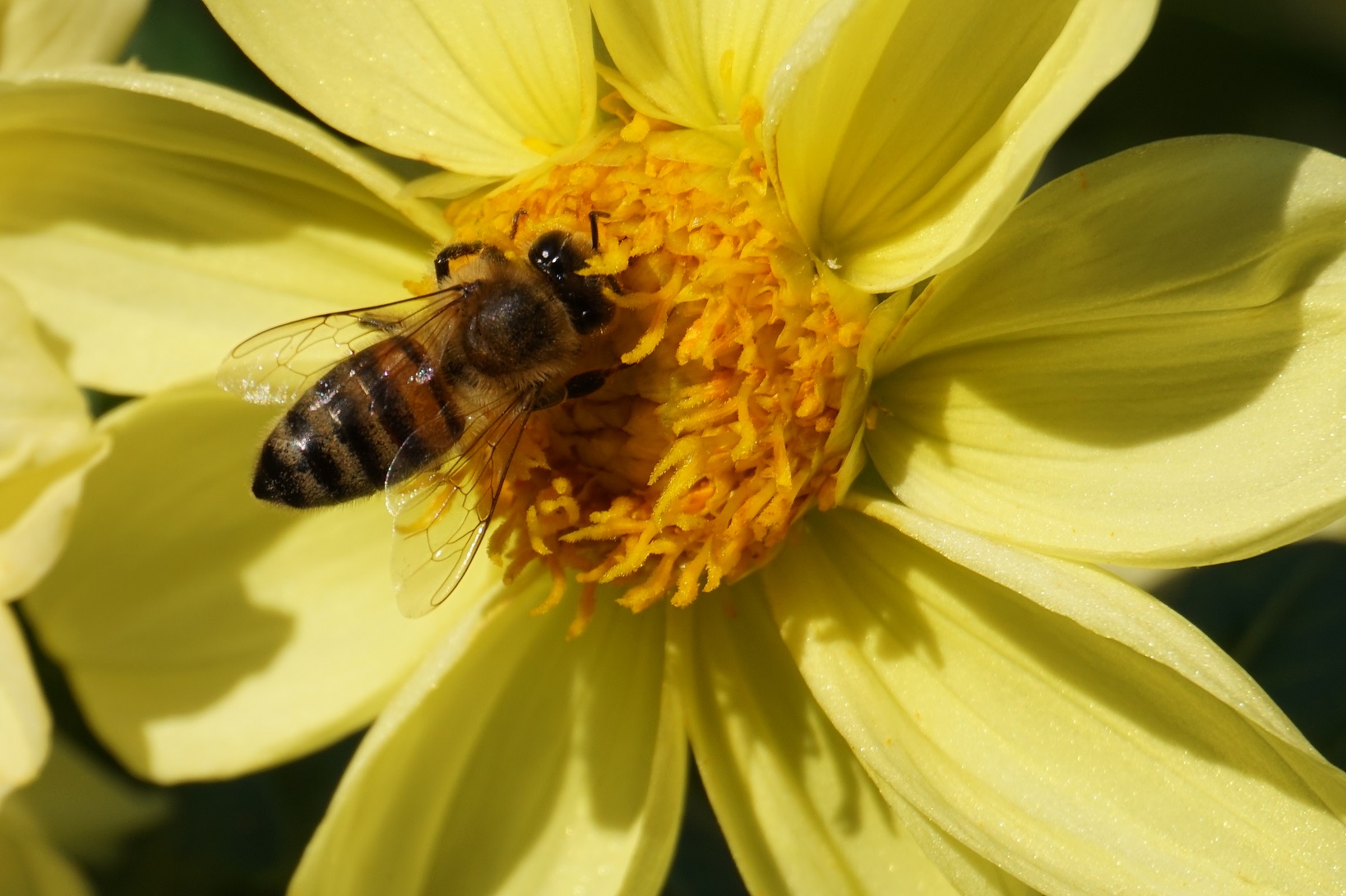 Biene auf Blüte