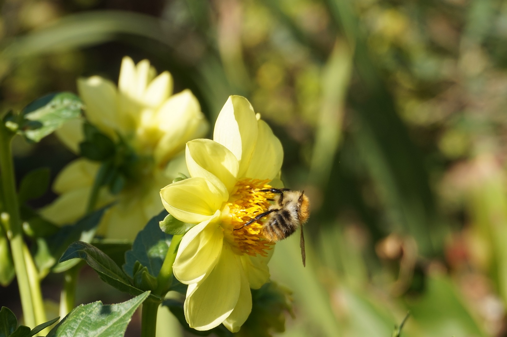 Biene auf Blüte