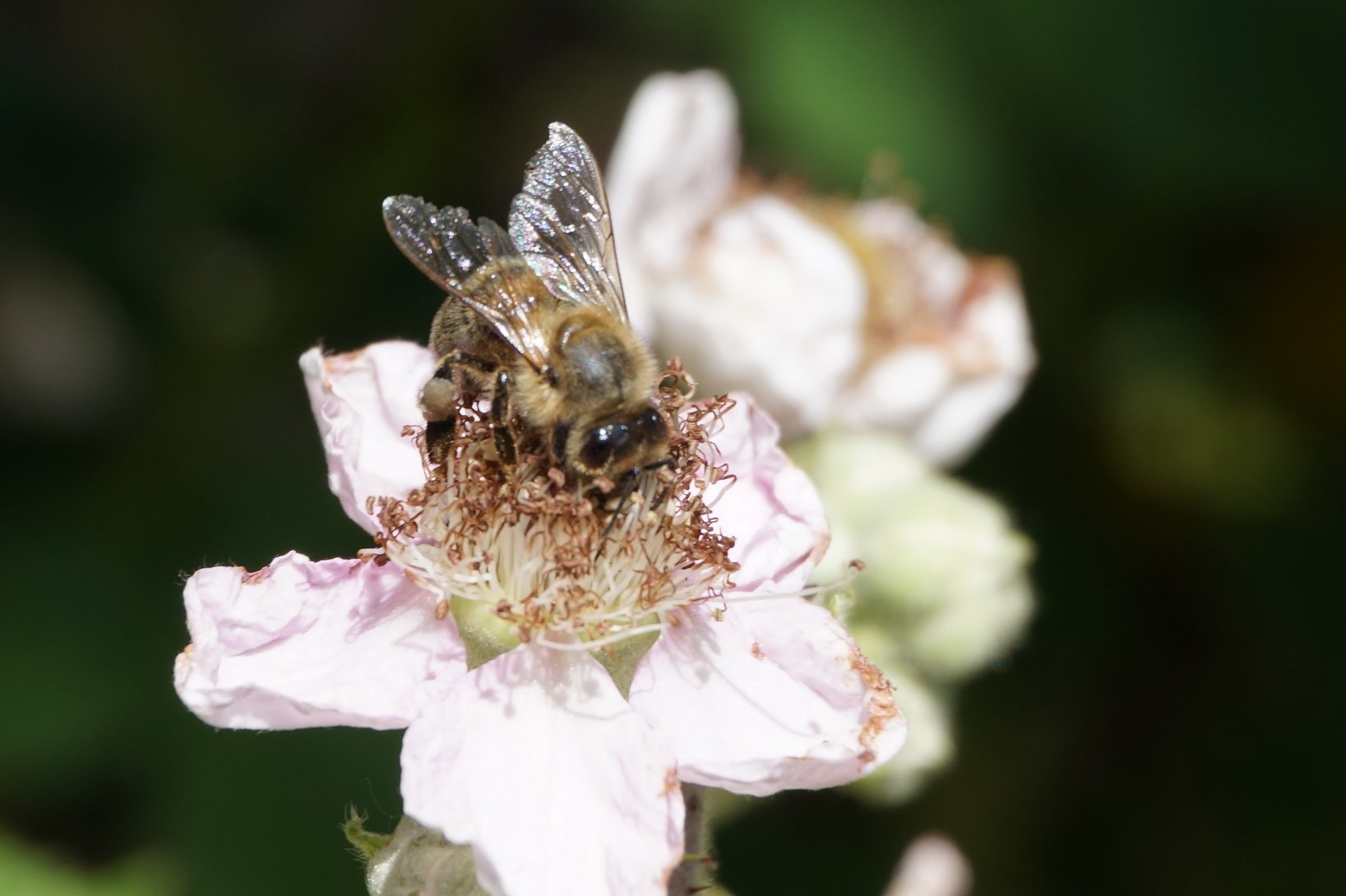 Biene auf Brombeerblüte