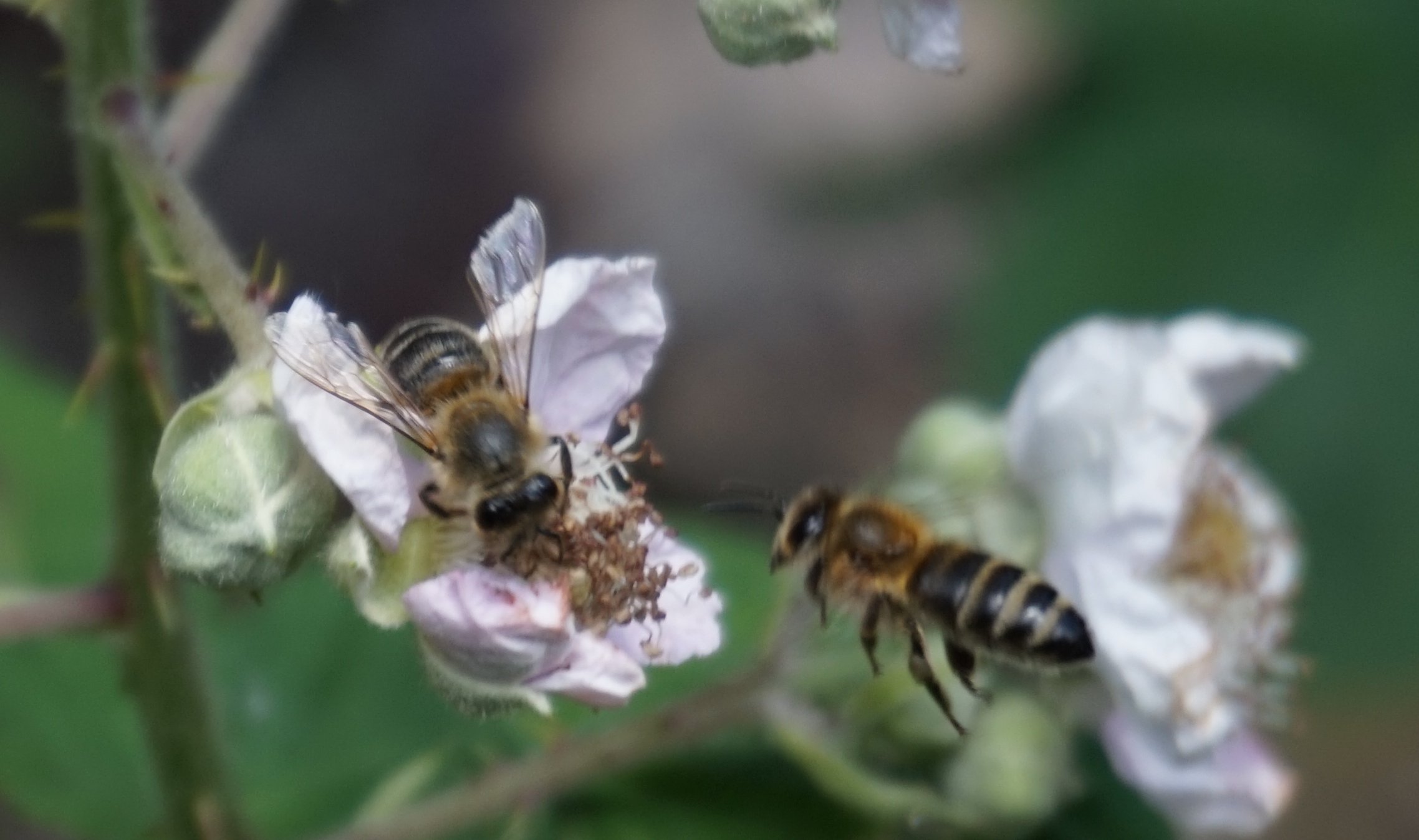 Biene auf Brombeerblüte