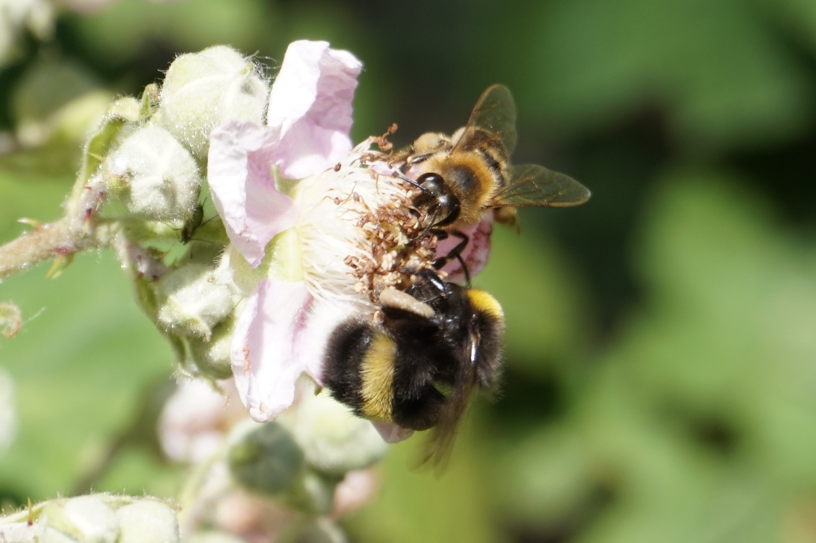 Biene auf Brombeerblüte