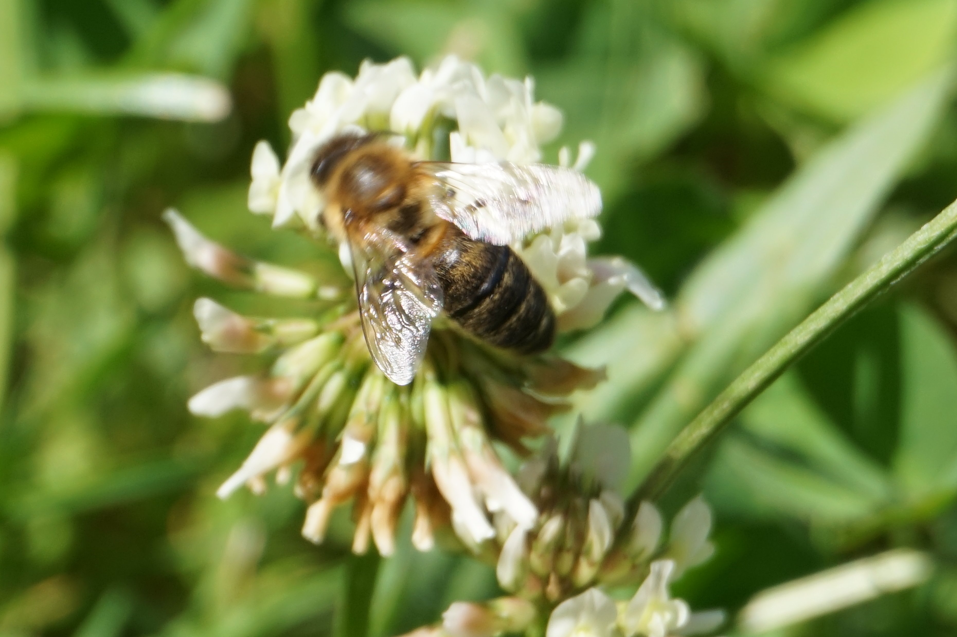 Biene auf Kleeblüte