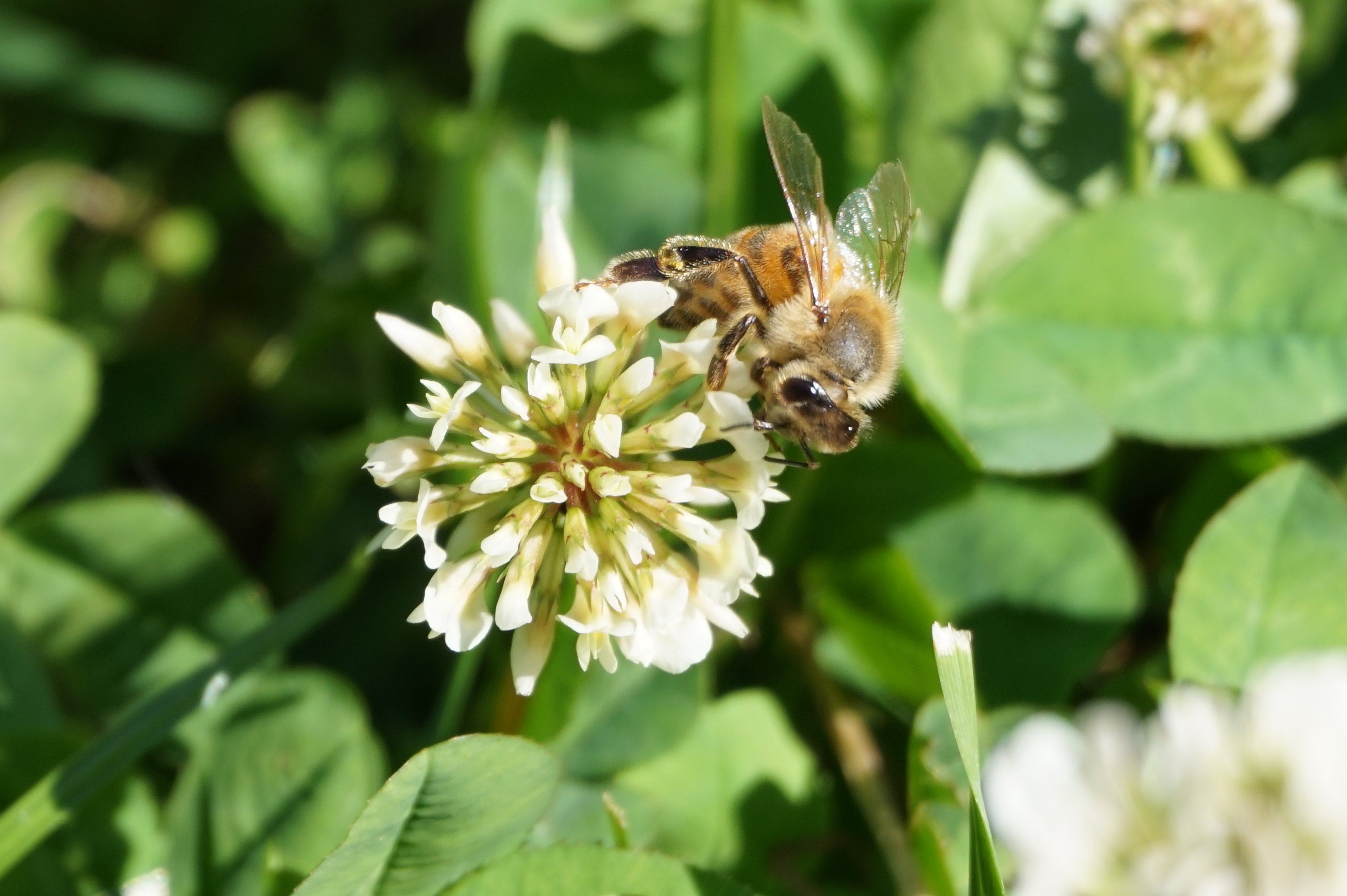 Biene auf Kleeblüte