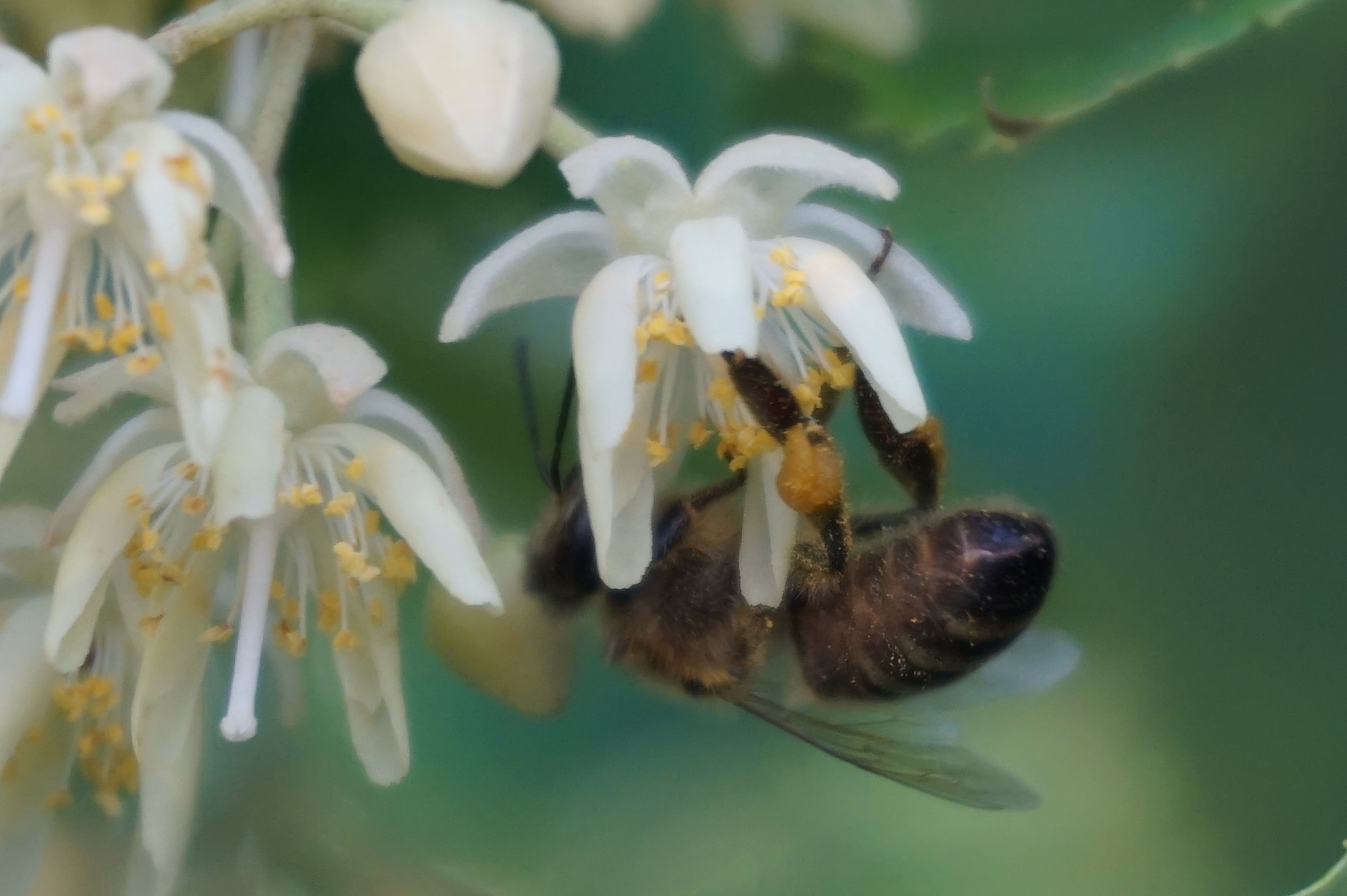 Biene auf Lindenblüte